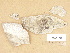  (Lecidella aff. stigmatea - H9203901)  @11 [ ] Copyright (2012) Diana Weckman Botanical Museum, Finnish Museum of Natural History, University of Helsinki