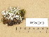  ( - H9203990)  @11 [ ] Copyright (2013) Diana Weckman Botanical Museum, Finnish Museum of Natural History, University of Helsinki