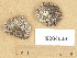  ( - H9204008)  @11 [ ] Copyright (2013) Diana Weckman Botanical Museum, Finnish Museum of Natural History, University of Helsinki
