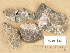  ( - H9204853)  @11 [ ] Copyright (2013) Diana Weckman Botanical Museum, Finnish Museum of Natural History, University of Helsinki