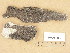  ( - H9204880)  @11 [ ] Copyright (2013) Diana Weckman Botanical Museum, Finnish Museum of Natural History, University of Helsinki