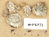  ( - H9204971)  @11 [ ] Copyright (2013) Diana Weckman Botanical Museum, Finnish Museum of Natural History, University of Helsinki