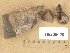  ( - H9205020)  @11 [ ] Copyright (2013) Diana Weckman Botanical Museum, Finnish Museum of Natural History, University of Helsinki