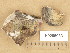  ( - H9205033)  @11 [ ] Copyright (2013) Diana Weckman Botanical Museum, Finnish Museum of Natural History, University of Helsinki