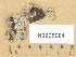  ( - H9205084)  @11 [ ] Copyright (2013) Diana Weckman Botanical Museum, Finnish Museum of Natural History, University of Helsinki