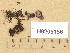  (Rinodina mniaraea var. mniaraea - H9205156)  @11 [ ] Copyright (2013) Diana Weckman Botanical Museum, Finnish Museum of Natural History, University of Helsinki