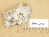  (Farnoldia sp - H9205164)  @11 [ ] Copyright (2013) Diana Weckman Botanical Museum, Finnish Museum of Natural History, University of Helsinki