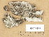  (Rinodina cinereovirens - H9205175)  @11 [ ] Copyright (2013) Diana Weckman Botanical Museum, Finnish Museum of Natural History, University of Helsinki