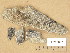  ( - H9205692)  @11 [ ] Copyright (2014) Diana Weckman Botanical Museum, Finnish Museum of Natural History, University of Helsinki