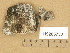  ( - H9205750)  @11 [ ] Copyright (2014) Diana Weckman Botanical Museum, Finnish Museum of Natural History, University of Helsinki