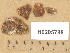  (Acarospora versicolor - H9205788)  @11 [ ] Copyright (2014) Diana Weckman Botanical Museum, Finnish Museum of Natural History, University of Helsinki