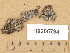  (Rinodina sp - H9205794)  @11 [ ] Copyright (2014) Diana Weckman Botanical Museum, Finnish Museum of Natural History, University of Helsinki