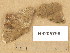  ( - H9205799)  @11 [ ] Copyright (2014) Diana Weckman Botanical Museum, Finnish Museum of Natural History, University of Helsinki