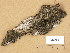  (Eopyrenula leucoplaca - H9205804)  @11 [ ] Copyright (2014) Diana Weckman Botanical Museum, Finnish Museum of Natural History, University of Helsinki