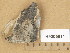  (Gyalidea fritzei - H9205911)  @11 [ ] Copyright (2014) Diana Weckman Botanical Museum, Finnish Museum of Natural History, University of Helsinki