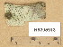  ( - H9205913)  @11 [ ] Copyright (2014) Diana Weckman Botanical Museum, Finnish Museum of Natural History, University of Helsinki