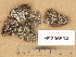  (Bilimbia lobulata - H9205914)  @11 [ ] Copyright (2014) Diana Weckman Botanical Museum, Finnish Museum of Natural History, University of Helsinki