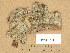  (Rinodina turfacea var. cinereovirens - H9205916)  @11 [ ] Copyright (2014) Diana Weckman Botanical Museum, Finnish Museum of Natural History, University of Helsinki