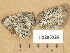  (Buellia disciformis - H9205926)  @11 [ ] Copyright (2014) Diana Weckman Botanical Museum, Finnish Museum of Natural History, University of Helsinki
