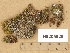  (Bilimbia accedens - H9205929)  @11 [ ] Copyright (2014) Diana Weckman Botanical Museum, Finnish Museum of Natural History, University of Helsinki