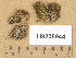  ( - H9205944)  @11 [ ] Copyright (2014) Diana Weckman Botanical Museum, Finnish Museum of Natural History, University of Helsinki