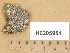  ( - H9205954)  @11 [ ] Copyright (2014) Diana Weckman Botanical Museum, Finnish Museum of Natural History, University of Helsinki