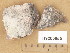  (Lecidella cf. patavina - H9205955)  @11 [ ] Copyright (2014) Diana Weckman Botanical Museum, Finnish Museum of Natural History, University of Helsinki