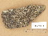  (Rinodina confragosa - H9205961)  @11 [ ] Copyright (2014) Diana Weckman Botanical Museum, Finnish Museum of Natural History, University of Helsinki
