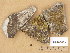  ( - H9206553)  @11 [ ] Copyright (2014) Diana Weckman Botanical Museum, Finnish Museum of Natural History, University of Helsinki