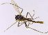 (Cricotopus ephippium - PP0275)  @11 [ ] CreativeCommons - Attribution Non-Commercial (2019) Jaakko Pohjoismaeki University of Eastern Finland