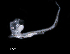  ( - IMOSLarvalFish16)  @11 [ ] CreativeCommons  - Attribution Non-Conmmercial Share-Alike (2021) Unspecified CSIRO Australian National Fish Collection