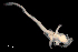  ( - IMOSLarvalFish23)  @11 [ ] CreativeCommons  - Attribution Non-Conmmercial Share-Alike (2021) Unspecified CSIRO Australian National Fish Collection