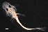  ( - IMOSLarvalFish25)  @11 [ ] CreativeCommons  - Attribution Non-Conmmercial Share-Alike (2021) Unspecified CSIRO Australian National Fish Collection