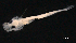  ( - IMOSLarvalFish26)  @11 [ ] CreativeCommons  - Attribution Non-Conmmercial Share-Alike (2021) Unspecified CSIRO Australian National Fish Collection