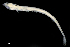  (Lampichthys - IMOSLarvalFish34)  @11 [ ] CreativeCommons  - Attribution Non-Conmmercial Share-Alike (2021) Unspecified CSIRO Australian National Fish Collection