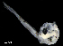  ( - IMOSLarvalFish37)  @11 [ ] CreativeCommons  - Attribution Non-Conmmercial Share-Alike (2021) Unspecified CSIRO Australian National Fish Collection