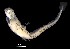  ( - IMOSLarvalFish45)  @11 [ ] CreativeCommons  - Attribution Non-Conmmercial Share-Alike (2021) Unspecified CSIRO Australian National Fish Collection