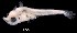  ( - IMOSLarvalFish103)  @11 [ ] CreativeCommons  - Attribution Non-Conmmercial Share-Alike (2021) Unspecified CSIRO Australian National Fish Collection