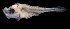  ( - IMOSLarvalFish116)  @11 [ ] CreativeCommons  - Attribution Non-Conmmercial Share-Alike (2021) Unspecified CSIRO Australian National Fish Collection