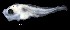  ( - IMOSLarvalFish117)  @11 [ ] CreativeCommons  - Attribution Non-Conmmercial Share-Alike (2021) Unspecified CSIRO Australian National Fish Collection