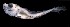  ( - IMOSLarvalFish119)  @11 [ ] CreativeCommons  - Attribution Non-Conmmercial Share-Alike (2021) Unspecified CSIRO Australian National Fish Collection
