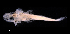  ( - IMOSLarvalFish167)  @11 [ ] CreativeCommons  - Attribution Non-Conmmercial Share-Alike (2021) Unspecified CSIRO Australian National Fish Collection