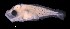  (Trachurus declivis - IMOSLarvalFish196)  @11 [ ] CreativeCommons  - Attribution Non-Conmmercial Share-Alike (2021) Unspecified CSIRO Australian National Fish Collection