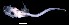  (Lepidotrigla papilio - IMOSLarvalFish68)  @11 [ ] CreativeCommons  - Attribution Non-Conmmercial Share-Alike (2021) Unspecified CSIRO Australian National Fish Collection