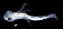  ( - IMOSLarvalFish74)  @11 [ ] CreativeCommons  - Attribution Non-Conmmercial Share-Alike (2021) Unspecified CSIRO Australian National Fish Collection