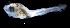  ( - IMOSLarvalFish75)  @11 [ ] CreativeCommons  - Attribution Non-Conmmercial Share-Alike (2021) Unspecified CSIRO Australian National Fish Collection