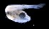 ( - IMOSLarvalFish75)  @11 [ ] CreativeCommons  - Attribution Non-Conmmercial Share-Alike (2021) Unspecified CSIRO Australian National Fish Collection