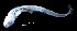  ( - IMOSLarvalFish77)  @11 [ ] CreativeCommons  - Attribution Non-Conmmercial Share-Alike (2021) Unspecified CSIRO Australian National Fish Collection