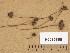  ( - H6036865)  @11 [ ] Copyright (2013) Diana Weckman Botanical Museum, Finnish Museum of Natural History, University of Helsinki