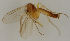 ( - MZH_HP.1755)  @11 [ ] CreativeCommons - Attribution Non-Commercial No Derivatives (2013) Hanna Koivula Finnish Museum of Natural History
